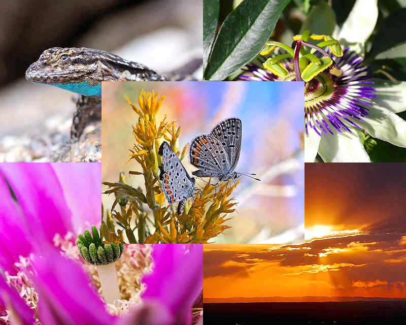 Chuck Hawley Microcosm Nature & Wildlife Photography - Albuquerque, NM Musician / Singer / Composer / Songwriter