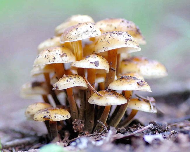 Chuck Hawley Microcosm Nature & Wildlife Photography - Albuquerque, NM Musician / Singer / Composer / Songwriter