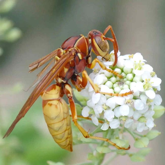 Chuck Hawley Microcosm Nature & Wildlife Photography - Albuquerque, NM Musician / Singer / Composer / Songwriter