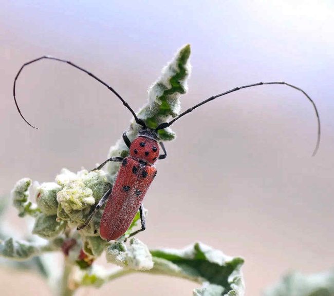 Chuck Hawley Microcosm Nature & Wildlife Photography - Albuquerque, NM Musician / Singer / Composer / Songwriter