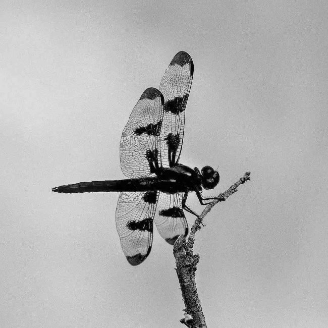 Chuck Hawley Microcosm Nature & Wildlife Photography - Albuquerque, NM Musician / Singer / Composer / Songwriter
