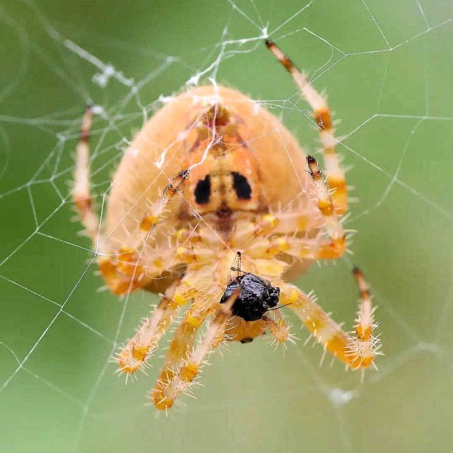 Chuck Hawley Microcosm Nature & Wildlife Photography - Albuquerque, NM Musician / Singer / Composer / Songwriter