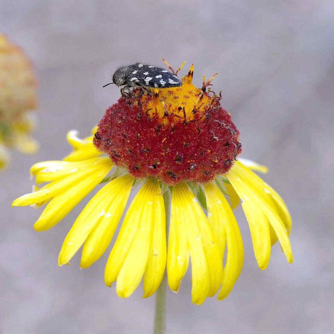 Chuck Hawley Microcosm Nature & Wildlife Photography - Albuquerque, NM Musician / Singer / Composer / Songwriter