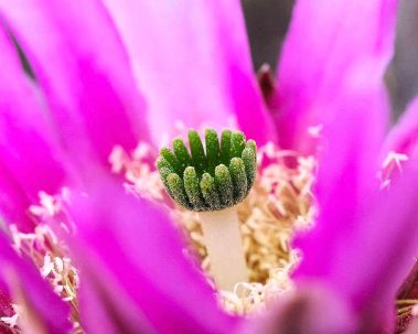 Chuck Hawley Microcosm Nature & Wildlife Photography - Albuquerque, NM Musician / Singer / Composer / Songwriter