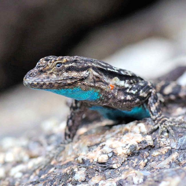 Chuck Hawley Microcosm Nature & Wildlife Photography - Albuquerque, NM Musician / Singer / Composer / Songwriter