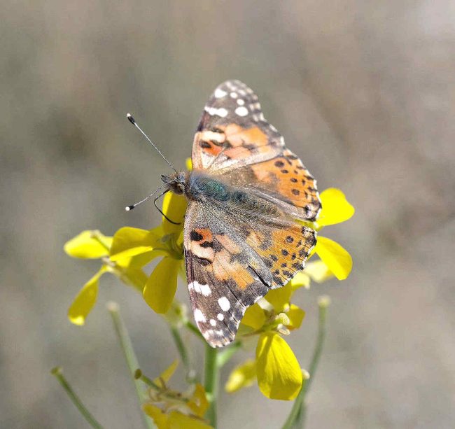 Chuck Hawley Microcosm Nature & Wildlife Photography - Albuquerque, NM Musician / Singer / Composer / Songwriter