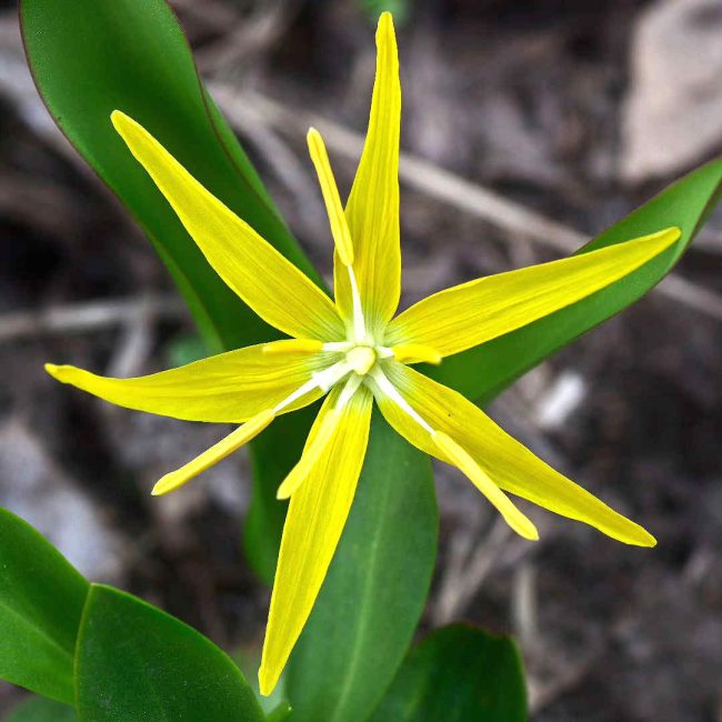 Chuck Hawley Microcosm Nature & Wildlife Photography - Albuquerque, NM Musician / Singer / Composer / Songwriter