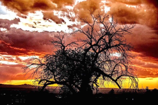 Chuck Hawley Microcosm Nature & Wildlife Photography - Albuquerque, NM Musician / Singer / Composer / Songwriter