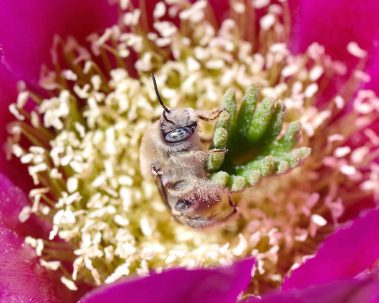Chuck Hawley Microcosm Nature & Wildlife Photography - Albuquerque, NM Musician / Singer / Composer / Songwriter