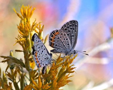 Chuck Hawley Microcosm Nature & Wildlife Photography - Albuquerque, NM Musician / Singer / Composer / Songwriter