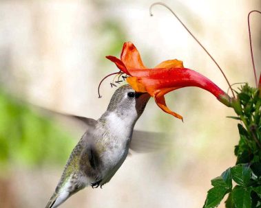Chuck Hawley Microcosm Nature & Wildlife Photography - Albuquerque, NM Musician / Singer / Composer / Songwriter