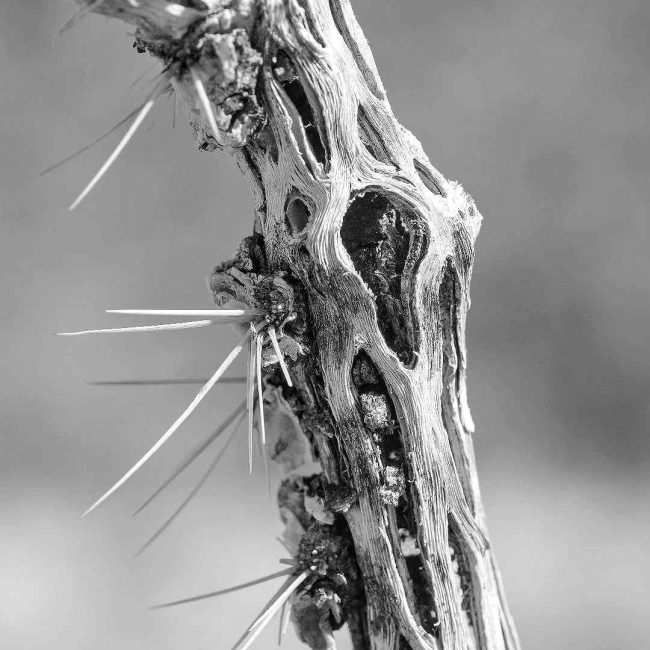 Chuck Hawley Microcosm Nature & Wildlife Photography - Albuquerque, NM Musician / Singer / Composer / Songwriter