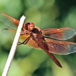 Chuck Hawley Microcosm Nature & Wildlife Photography - Albuquerque, NM Musician / Singer / Composer / Songwriter