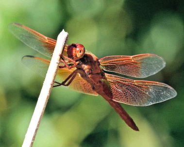 Chuck Hawley Microcosm Nature & Wildlife Photography - Albuquerque, NM Musician / Singer / Composer / Songwriter